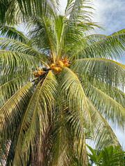 Fototapeta premium coconut palm tree