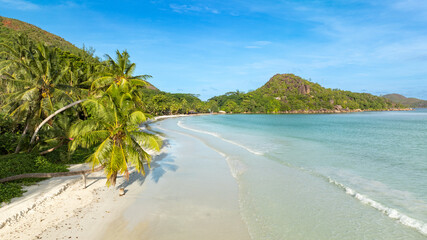 beach with palm trees
