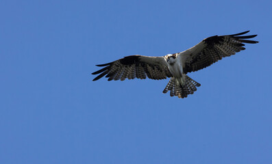 Osprey, wings wide in flight against blue sky with ample copy space, at Huntington Beach, California