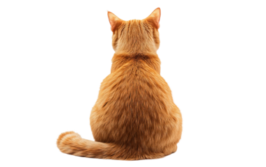 Ginger red cat  isolated on white or transparent background