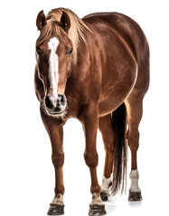 Obraz premium adult horse animal isolated on white background