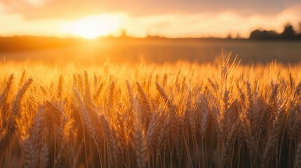 Fototapeta premium A wheat field during golden hour, with the warm, glowing light of the setting sun reflecting off each stalk and painting the landscape.