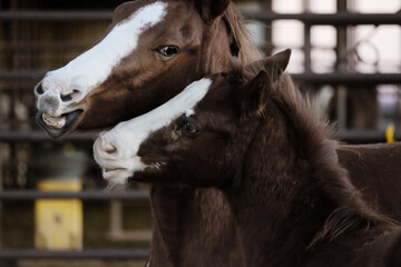 Animal behavior shows playful young horses on farm closeup.