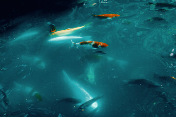Fototapeta premium fish in the water