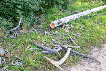 a log laying on the ground with some branches  