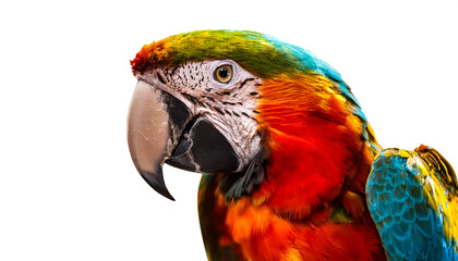 Fototapeta premium Studio portrait of a macaw parrot isolated on white background