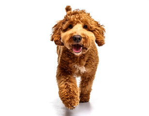 Studio Portrait of Smiling Goldendoodle with curly fur walking forward isolated on white background