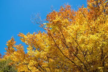 autumnal branches of beech trees and blue sky, side view