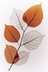 Fototapeta premium Delicate Branch of Skeletons of Orange and White Leaves