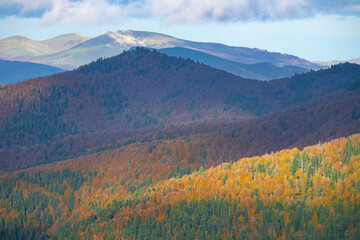 Obraz premium Colores de otoño en la Selva de Irati, Navarra un dia de Noviembre con niebla y lluvia