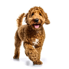 Studio Portrait of Smiling Goldendoodle with curly fur walking forward isolated on white background