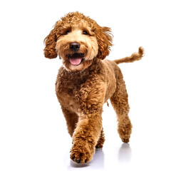 Fototapeta premium Studio Portrait of Smiling Goldendoodle with curly fur walking forward isolated on white background