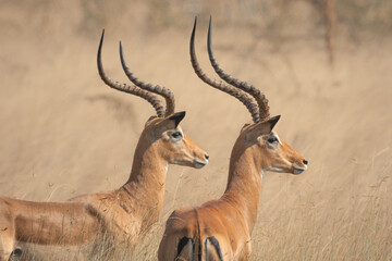 impala in the savannah