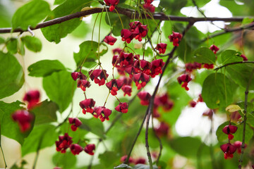 Obraz premium red berries of birch bark close-up, natural background