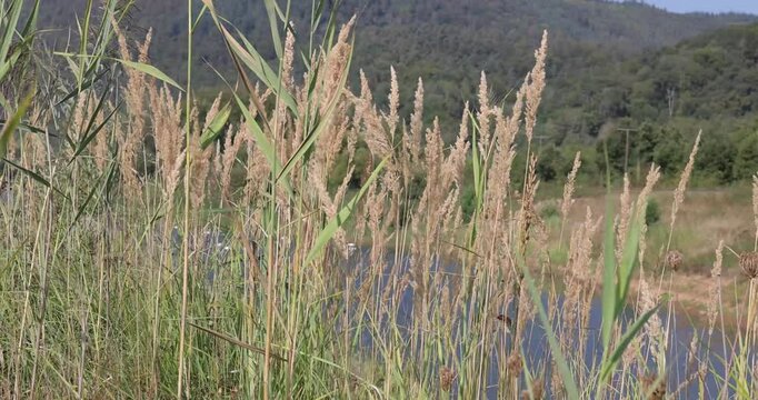 grass and reeds in the water waving in the wind with mountains in the background