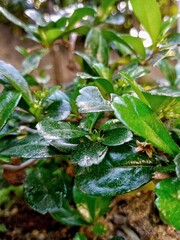 Hokianti type bonsae plant close up