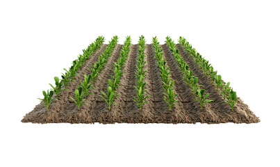 Obraz premium Lush field of young corn plants growing in neat rows, symbolizing agriculture and sustainable farming practices, png, cutout