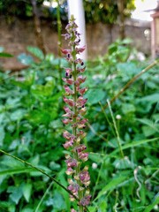 beautiful wild grass