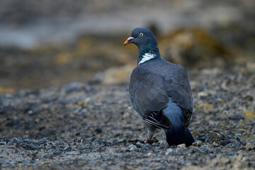 Ringeltaube // Wood pigeon (Columba palumbus)