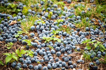 ripe fallen blueberries on the ground in the grass