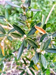 boxus type bonsae plant