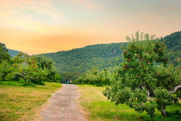 path in an apple orchard in the mountains. Red apples on tree branches.