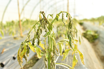 Withered green tomatoes leaves on adult plants in a greenhouse. Withering of leaves due to tomatoes...