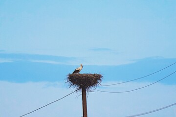 stork in nest