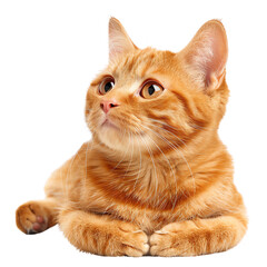 Cute orange tabby cat lies down, looking slightly to the side, on an isolated white background., transparent background