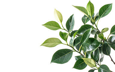 Naklejka premium Young green plant of Ficus Benja on transparent background, png 