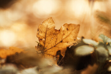 Close-up of a fallen leaf in an autumn forest with fall colors and blurry background.