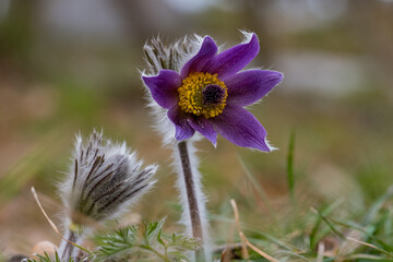 Pulsatilla Montana