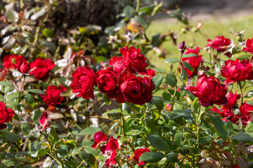 red roses in their natural habitat, in full bloom at close range,elegant, intimate, romantic, delicate