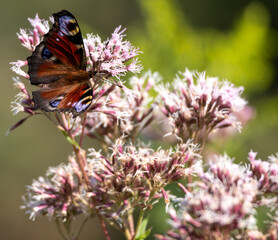 European Common Peacock butterfly (Aglais io, Inachis io) feeding on Summer Lilac flower