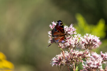 European Common Peacock butterfly (Aglais io, Inachis io) feeding on Summer Lilac flower