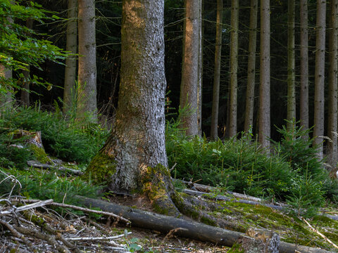 Morgenlicht im Hochwald Forst, alte Fichten mit Naturaufwuchs