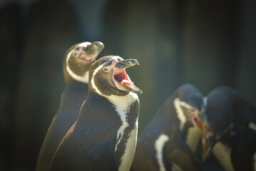 A Humboldt penguin (Spheniscus humboldti) in a czech zoo.