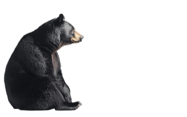 American Black Bear on transparent background, png	