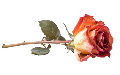 A wilted rose on transparent background, png	