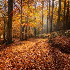 Golden Autumn Leaves Creating a Carpet of Color in a Tranquil Forest