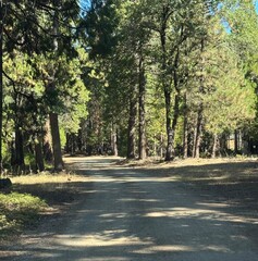 Drive through the woods