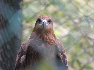 red tailed hawk