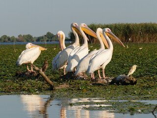 Pelikane im Donau-Delta