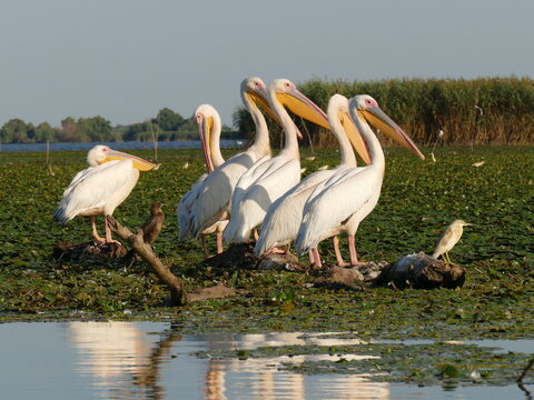 Pelikane im Donau-Delta