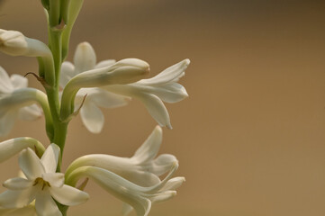 white lily flower