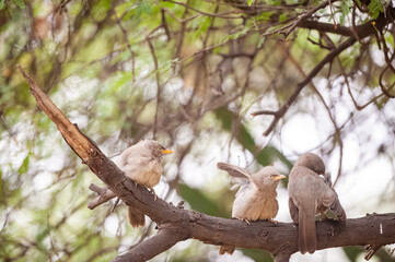 Jungle babbler (Turdoides striata) perched on a tree branch. It's a very noisy bird generally live in a large flock of seven to ten birds.