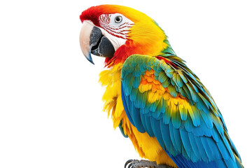 Obraz premium Colorful macaw parrot with vibrant plumage. Isolated on transparent background. showcasing its beauty and intricate feather details.