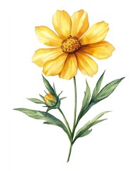 A single yellow flower with a bud, painted in watercolor.