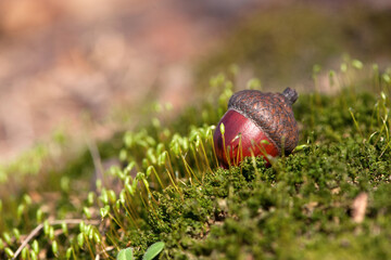 the acorn lies on the green moss of the autumn forest. juicy green moss and acorn, spring in the...