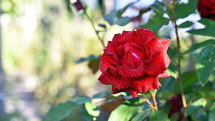 Red rose flower background. Red roses on a bush in the garden, close-up. Red rose flower with water drops after rain or morning dew. Red Rose, magic, Plant care, landscaping, holiday gift for a girl